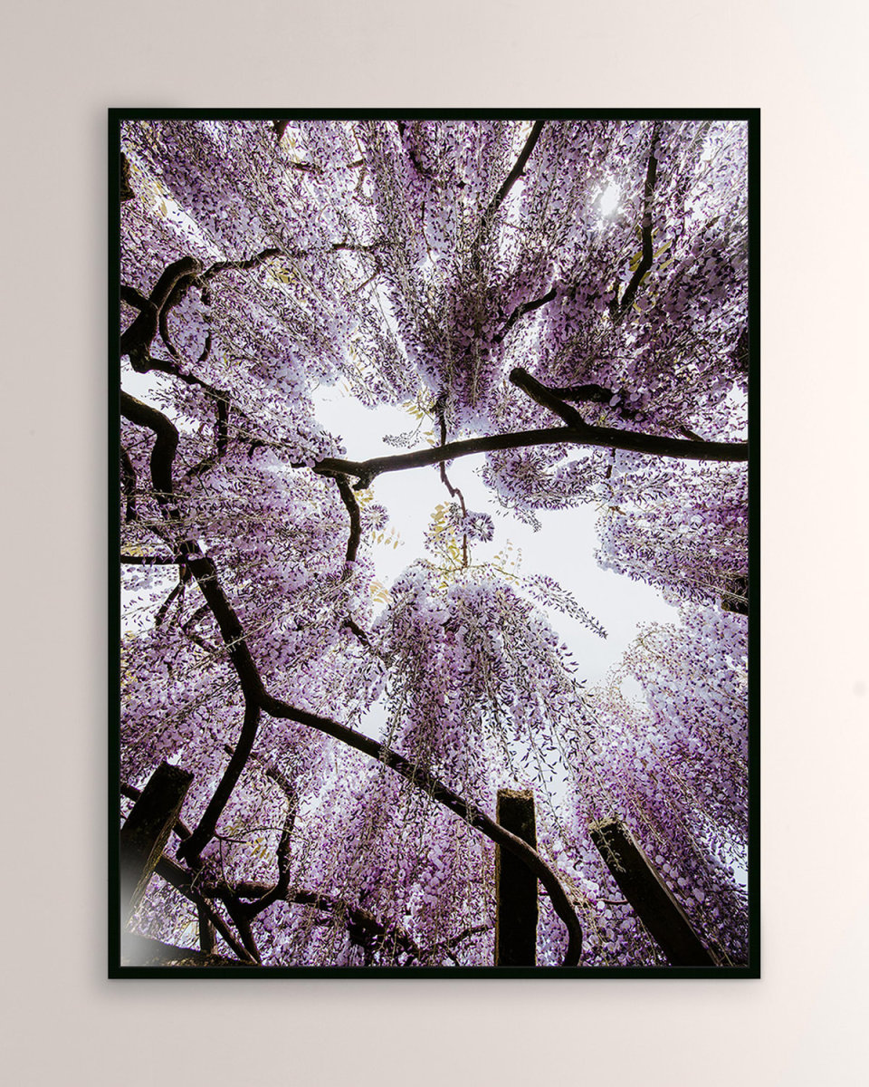 "Looking Up" Framed Giclee by Annie Spratt
